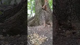 Самец белки🌱