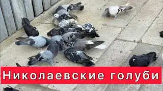Николаевские голуби