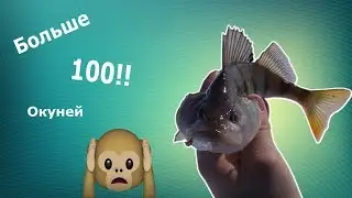 Больше 100 окуней