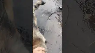 Три дня уже дождь!#видео#собака #shorts