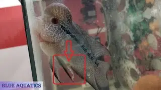 Flowerhorn Fish not Eating - Steps to recover a 100% working treatment || Flowerhorn White poop care