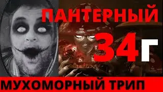 Мухоморный трип 34 грамма | Пантерный мухомор трип 34 грамма