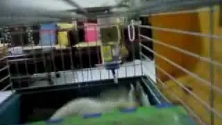 guinea pig