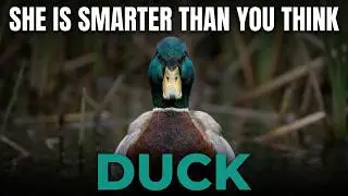 30 Minutes About Ducks — You'll Never Look at One the Same Way Again