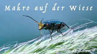Makrofotos auf der Wiese um die Ecke