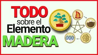 ▶ 5 Formas de EQUILIBRAR tu Elemento Madera🍃 Elemento MADERA Medicina China 🌳 5 Elementos Chinos