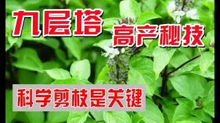 九層塔種植剪枝 | 快速種植九層塔，如何讓它高產和修枝 | 如何種植九層塔/羅勒 | 關於九層塔葉子老化的相關問題 How to plant basil