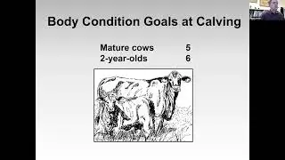 Winter Nutrition for Cattle 2-27-24