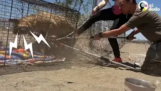 Frightened German Shepherd rescued in the desert | The Dodo
