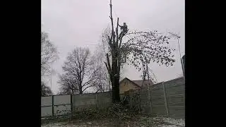 Спилил большой ясень рядом с проводами!