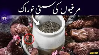 Low Budget Chicken Feed | Murgiyon k liye sasti khurak | Poultry farming in pakistan | PAK