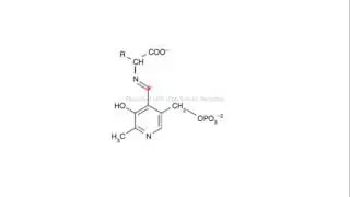 Schiff base biochemistry