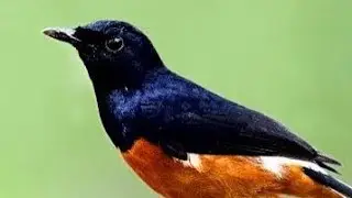 pancingan burung murai,,  cocok buat murai gagu kurang gacor