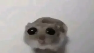 Хомяк с большими глазами