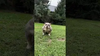 Есть ЩЕНКИ🔥 #щенки #puppy #щенок #americanbully #булли #буллипокет #шортс #shorts #shortvideo #dog