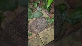 Hedgehog spotted 🦔  #england #animals #hedgehog #cute