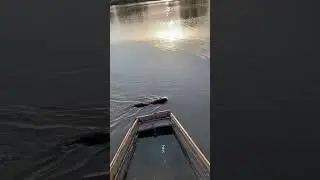 Нутрия корабль