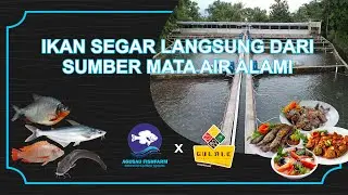 Ikan Segar Langsung Dari Sumber Mata Air Alami