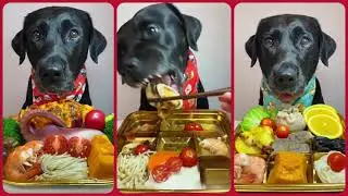 Dog Reviews Food With Black Laborddar |The Petting Zoo | Episode no.27