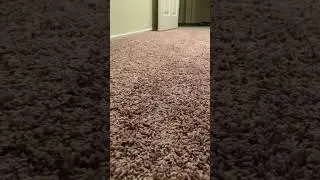 The cutest dinosaur | funny animals | #petvideos  #funnyanimalvideos