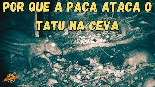POR QUE A PACA ATACA O TATU NA CEVA