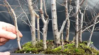 The First Work to My Siberian Elm Forest, The Bonsai Zone, Jan 2023