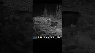 Thirsty Ocelot Drinks Water From Bucket on Trail cam