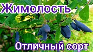 Жимолость сорта "Восторг".Отличный сорт, но имеет один небольшой недостаток.
