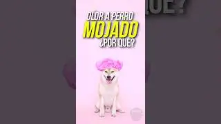 ¿Por qué los PERROS MOJADOS HUELEN MAL? #animales #curiosidades #perritos #perro #fauna