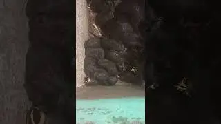 нутрии