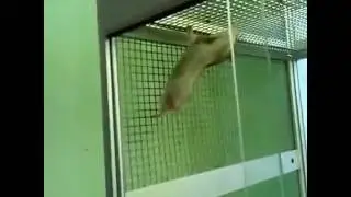 Полазучий хомяк