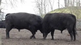 Bulls & Hormones. Быки и гормоны (2493sp)