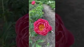 Пион Coral Charm| Пион Корал Шарм|Корэл Чарм|Современные сортовые пионы|Пионы из Голландии!