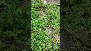 Град второй день все побил в огроде!