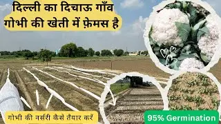 95% बीज जर्मिनेट होगा। अगेती गोभी की खेती कैसे करें। नर्सरी तैयार करने का बेस्ट तरीक़ा क्या है।