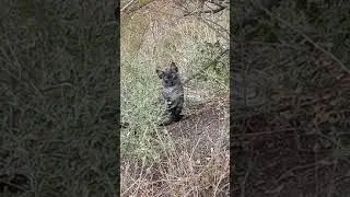 #Shorts Дикий котенок, очень милый.