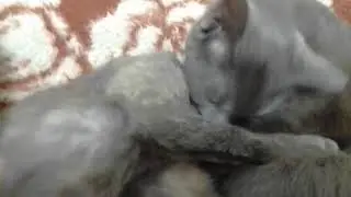 мои красавицы