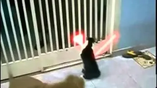 Кот Дарта Вейдера