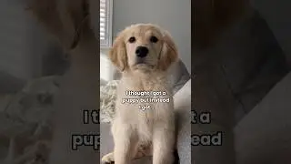 When your puppy is not actually a puppy 😭 #dogshorts #puppies #dogs #puppy #goldenretriever #pets