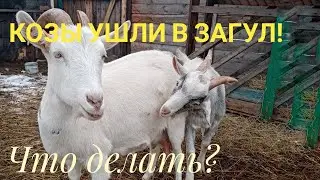 Охота у коз или КОЗЬИ СВАДЬБЫ) 👍