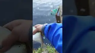 насадил побольше опарыша и клюнул подлещик. 