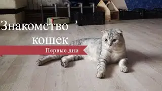 Как знакомятся кошки