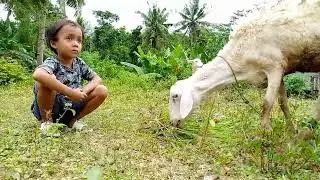 mencoba bertanya sama kambing !! #shorts