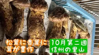 松茸がまだまだ発生。香茸（コウタケ）も続々と発生。令和6年10月2週目その2