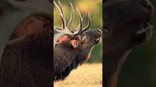 Kendini kurt zanneden geyik