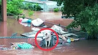 Flood-only her head was visible from the water.