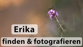Makrofotografie im Frühling - Erika (Schneeheide) fotografieren