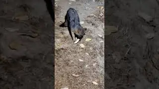 F.O.T.D. #394 Muffin gobbler