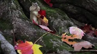 First Snow in the Woods: The Movie Trailer