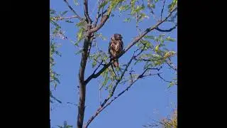 Cactus Ferruginous Pygmy Owl